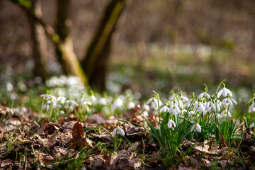 Snowdrops