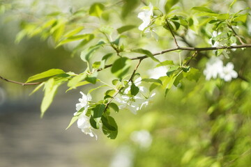 green leaves background