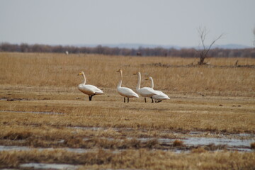country goose and geese