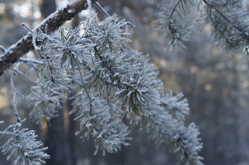 snow covered tree