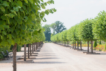 Prefect line of green trees - gardening