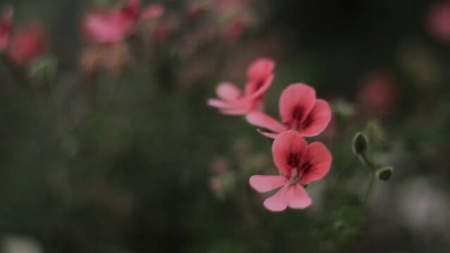 Peque&ntilde;a flor color coral. Se mece por el viento y la brisa