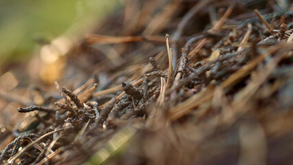 Insect ant crawling on ground in meditative autumn season woodland. Fall mood.