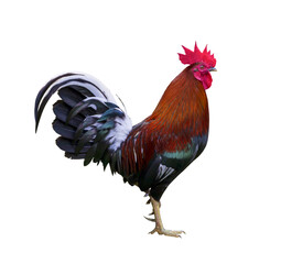 Colorful free range healthy male rooster chicken isolated on white background © Akarawut