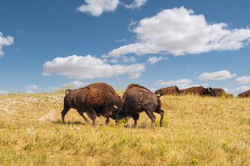 3-Bison Bulls Battle in Custer State Park -The Bulls Clash © Robert Appleby