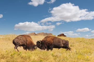 Tuinposter 5-Bison Bulls Battle in Custer State Park -The Bull Clash Again © Robert Appleby