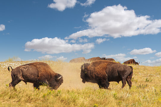4-Bison Bulls Battle in Custer State Park -The Bulls Recoil