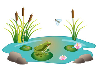 Frog pond ecosystem environment, with pond, frog, waterlily blossoms, lily pads, cattails plants, and rocks.