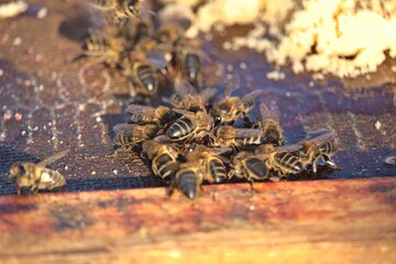 Colmeia de abelhas melíferas. Mel. 