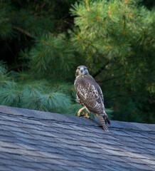 Red Tailed Hawk