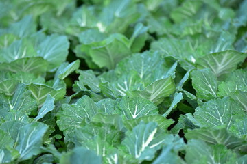 The lettuce in the field grows brightly and colorfully.