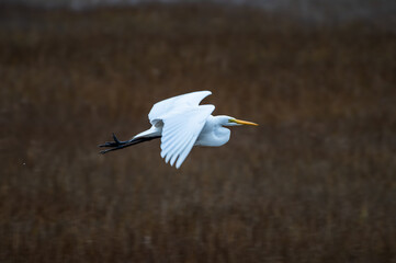 Great Egret in Flight