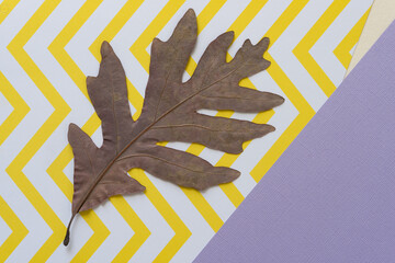 autumn leaf on zigzag paper with blank space