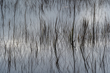 Sparse Marsh Grass in Water with Reflections