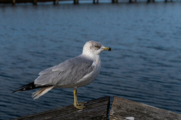 Fototapeta premium Ring-billed Gull on Wood railing