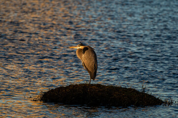 Great Blue Heron on Tiny Island