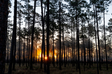 Sunburst through Tree Trunks with Fog in Pine Forest