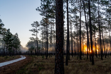 Obraz premium Foggy Forest Sunrise with Road and Sun Rays
