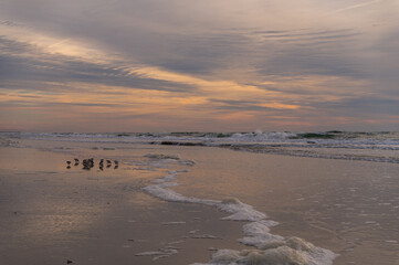 Cloudy Beach Sunrise with Sanderlings