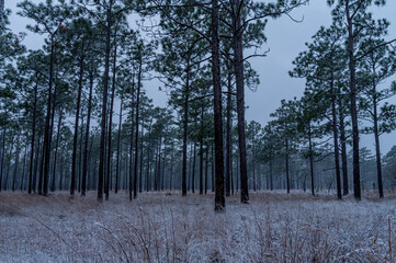 Snowy Day in the Longleaf Pine Savanna