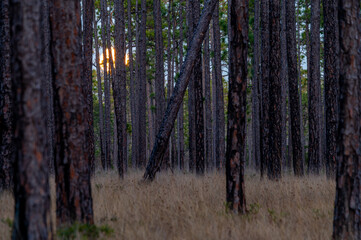 Moonrise in Longleaf Pine Savanna