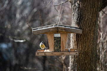 Blaumeise sitzt in einem vogelhaus in der Sonne
