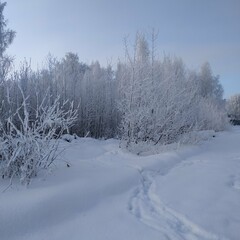 snow covered trees in winter, abstract winter background with copy space, wallpaper 