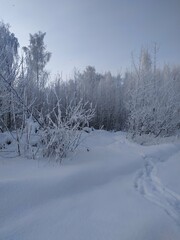snow covered trees in winter, abstract winter background with copy space, wallpaper 