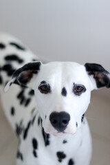 dalmatian dog in white apartment, begging for food while looking directly at the camera