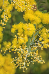 yellow flowers on the tree