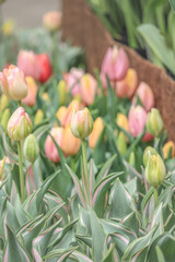 tulips in garden