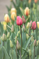 tulip garden