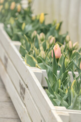 tulips in pots