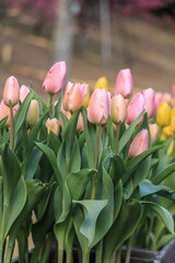 pink tulips in a garden