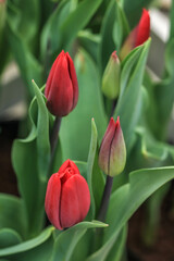 red  tulips