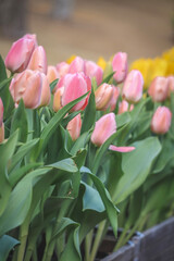 pink tulips in the garden