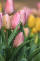 pink tulips in the garden