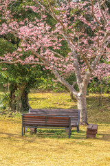 bench in the spring parks