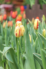 red and yellow tulips