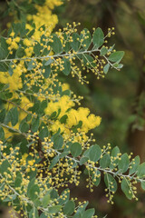 leaves in the garden