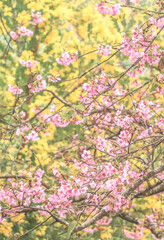 Obraz na płótnie Canvas pink blossom