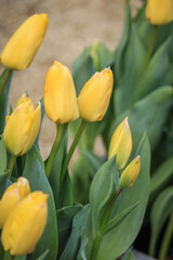 yellow tulips in the garden