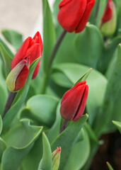 red  tulips