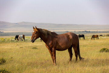 Fototapeta premium Wild Horses