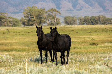 Fototapeta premium Wild Horses