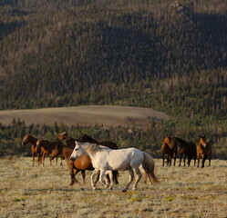 Wild Horses