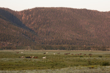 Fototapeta premium Wild Horses