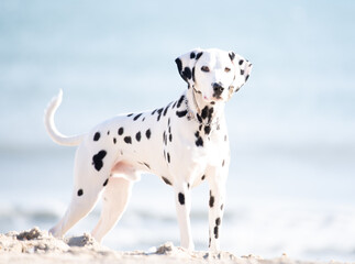 dalmatian on the beach