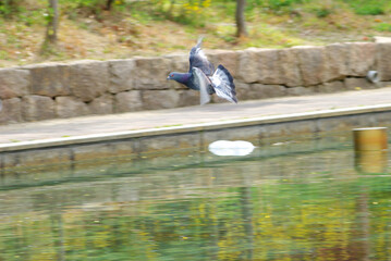 神戸公園の花たち