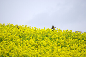神戸公園の花たち